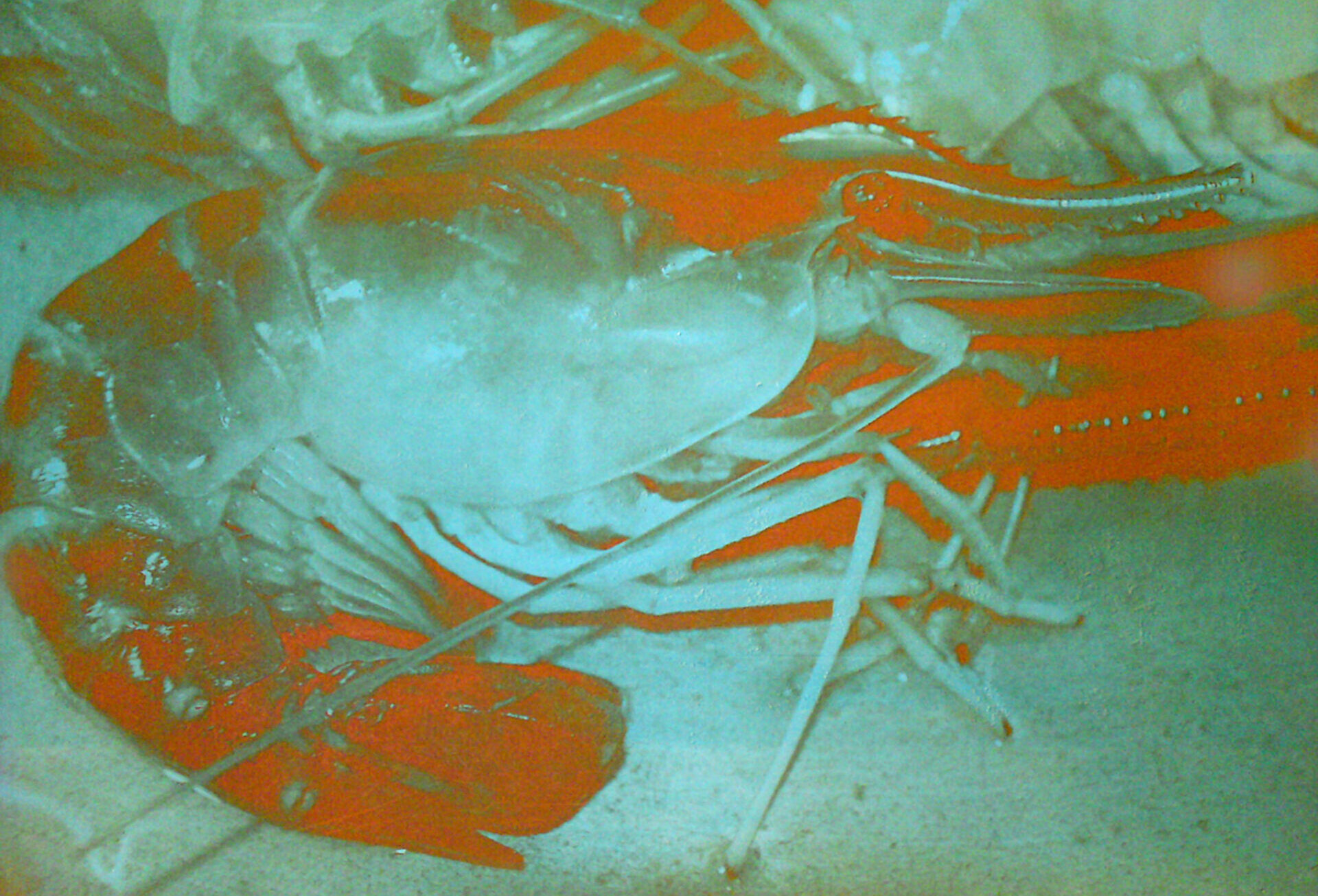 Bernadette Gruber, Photopolymer-Druck